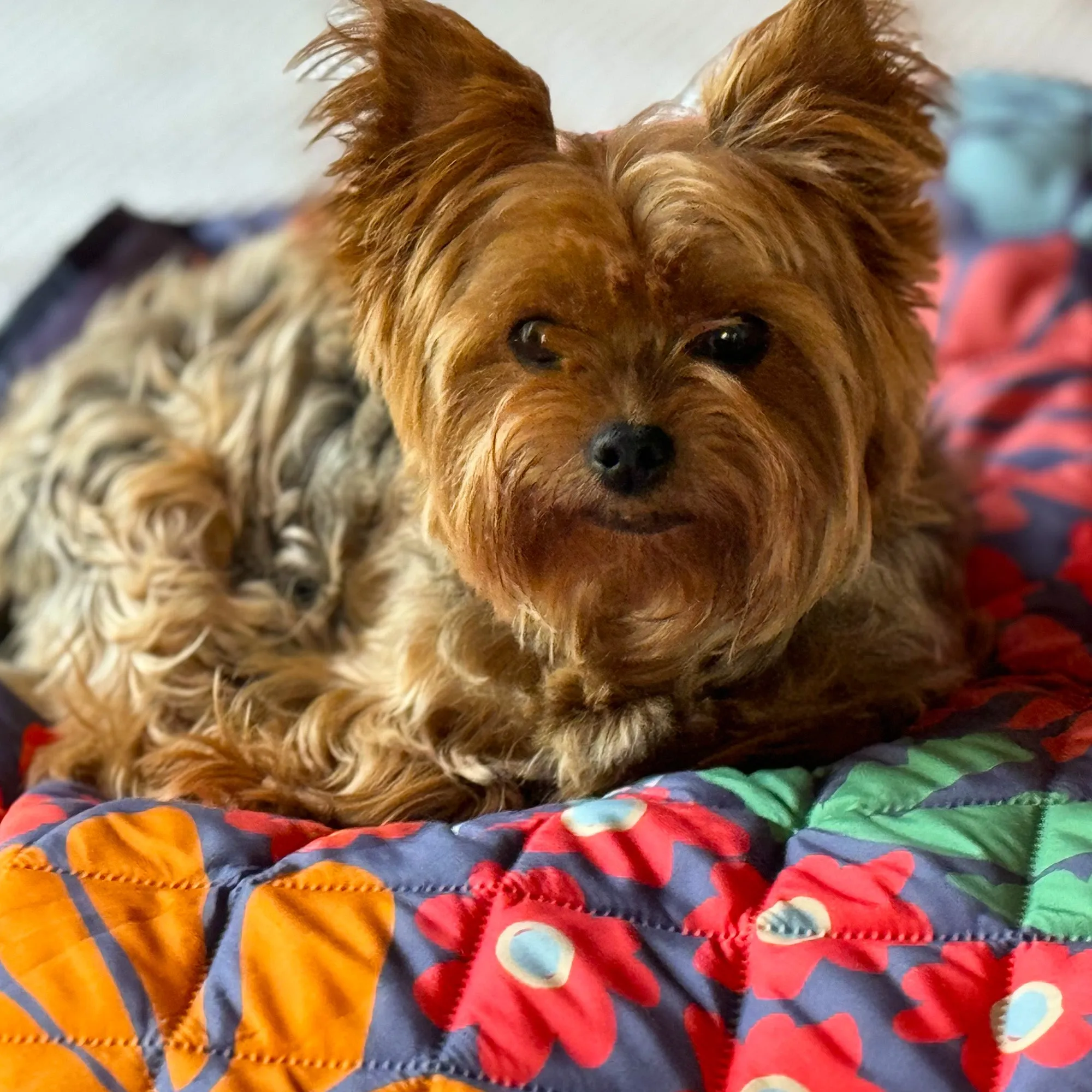 The Lovebird Blanket
